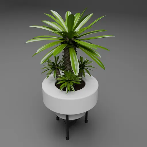Potted Madagascar Palm