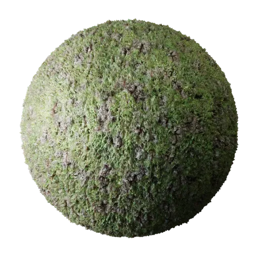 Bark Oak Moss