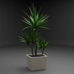 Potted Dracaena