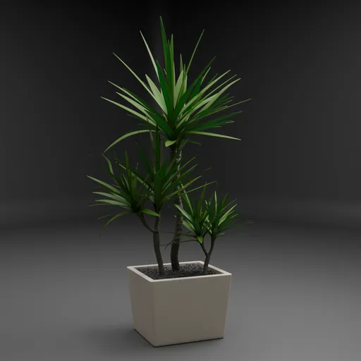 Potted Dracaena