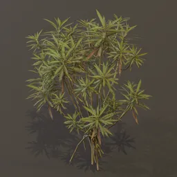 Honey Spurge Bush Med