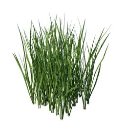 Realistic 3D grass model with detailed textures, optimized for Blender rendering.