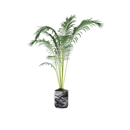 "Realistic and sleek 3D model of a tall indoor palm plant, optimized for Blender 3D. Beautifully crafted with clean materials, this apartment plant adds an attractive touch to any visualization project. Ultra-optimized polygons and expert lighting create a stunningly lifelike appearance."