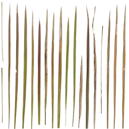 Imperata cylindrica Leaf