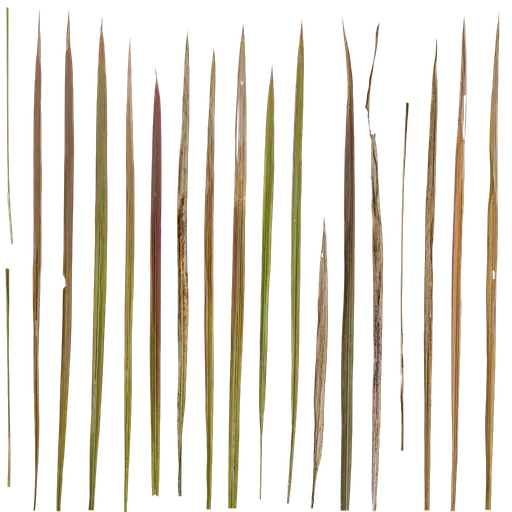 Imperata cylindrica Leaf