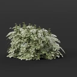 Cranberry Bush Small Variation