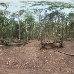 Forest Clearing - Berg en Dal Daylight