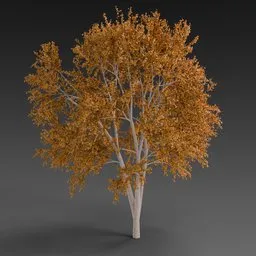 European Beech Tree Autumn