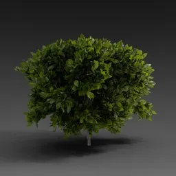 Small Green Shrub