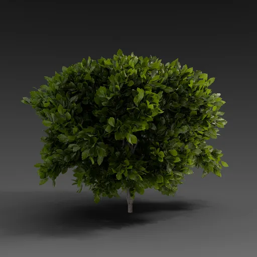 Small Green Shrub