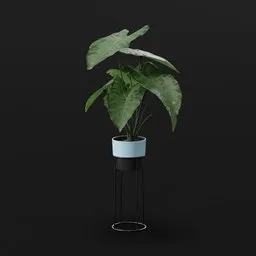 Elephant Ear Taro Med Potted