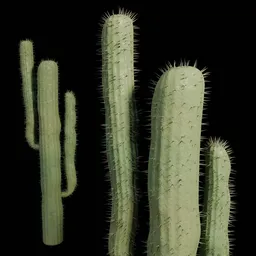 Cactus