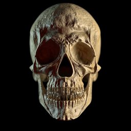 Detailed 3D skull model for Blender, high-quality anatomy asset for artists.