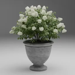 White Hydrangea Plant