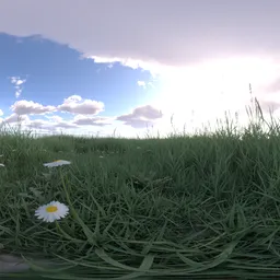 Morning grass green cloud