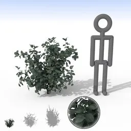 "A 3D render of a Smoky Grey Bush in orthographic projection with separate leaves, ideal for nature and outdoor scenes in Blender 3D. The plant is depicted with human proportions and a person standing next to it, adding to the realism. Great for landscaping and garden designs in your 3D projects."
