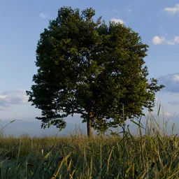 Nature animation