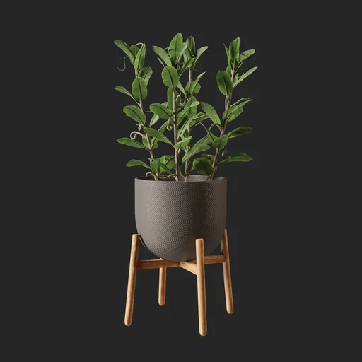 Plant