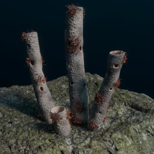 Vent Coral