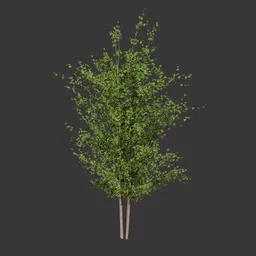 Realistic Forest Tree
