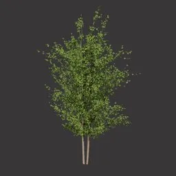 Realistic Forest Tree