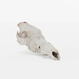 Boar Skull Photoscan