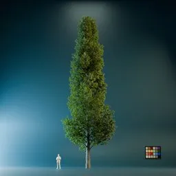High Quality Poplar Tree