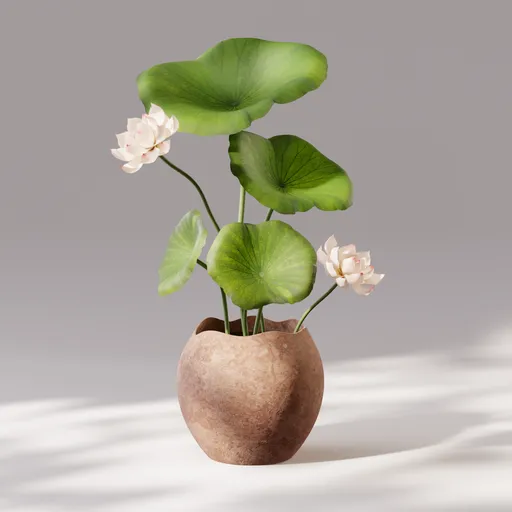 Lotus Plant In Terracotta Pot