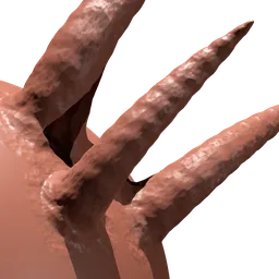 Long Animal or Creature Horn