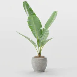Detailed 3D banana plant model in pot for indoor nature scenes, compatible with Blender.