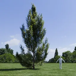 Pine tree - Pinus Flexilis Animated