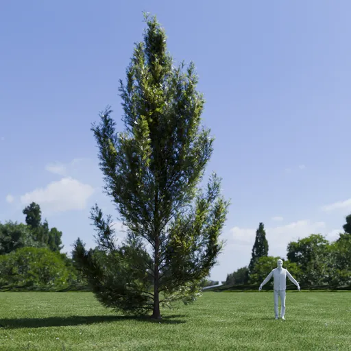 Pine tree - Pinus Flexilis Animated