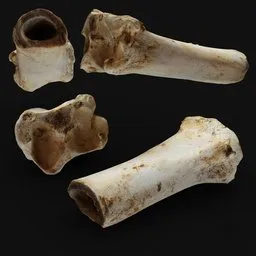 Bone