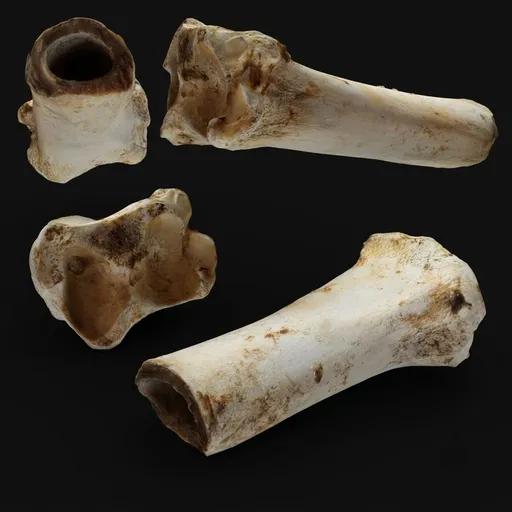 Scanned Weathered Bone