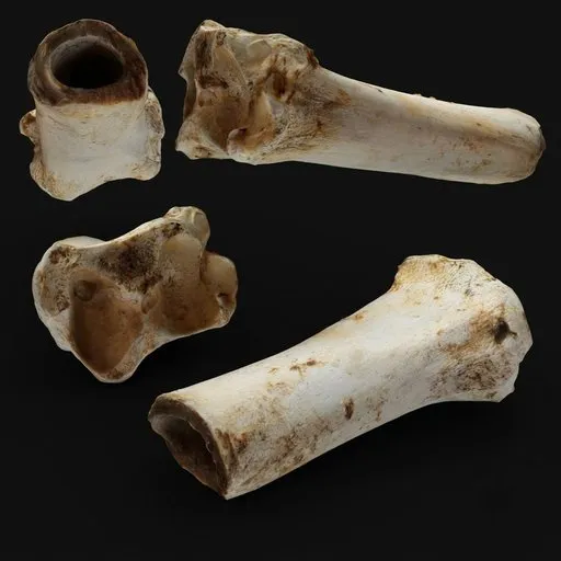 Bone