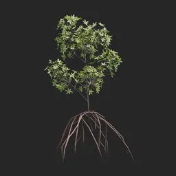 Mangrove Plant + Geometry Nodes + animation