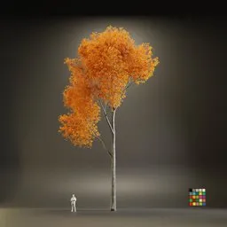 European Maple Acer Platanoide
