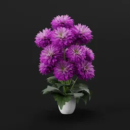 Purple Chrysanthemum