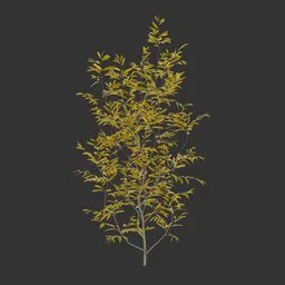 Bush Autumn Plant