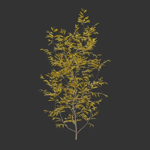 Bush Autumn Plant