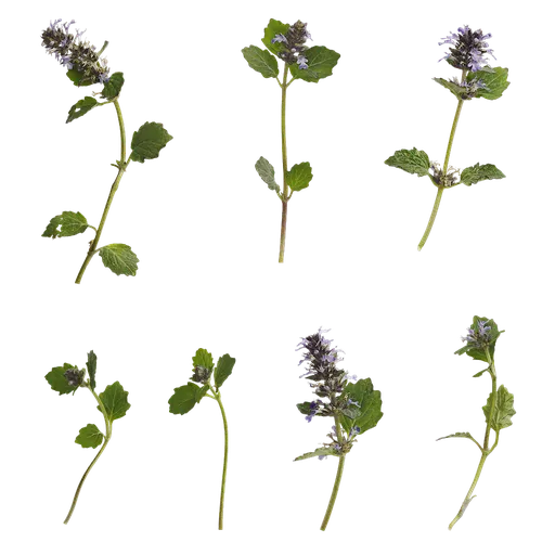 Ajuga ciliata Atlas