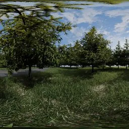 Forest Roadside With Car