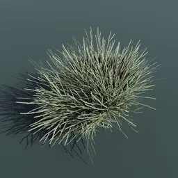 Plant Ephedra Nevadensis Medium