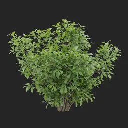Simple Bush Plant