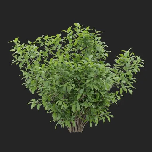 Simple Bush Plant