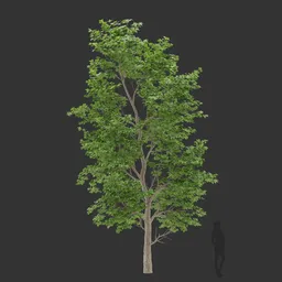 Tall Spreading Tree