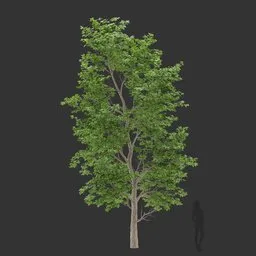 Tall Tree