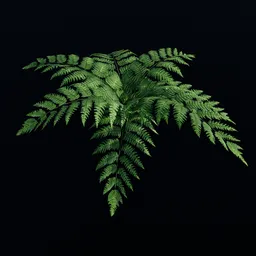 Green Fern
