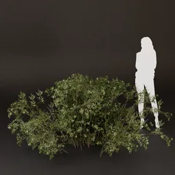 SJ-Morning Light Forest Bush