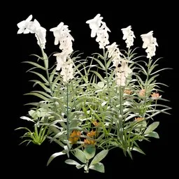 Garden and Yard Plants